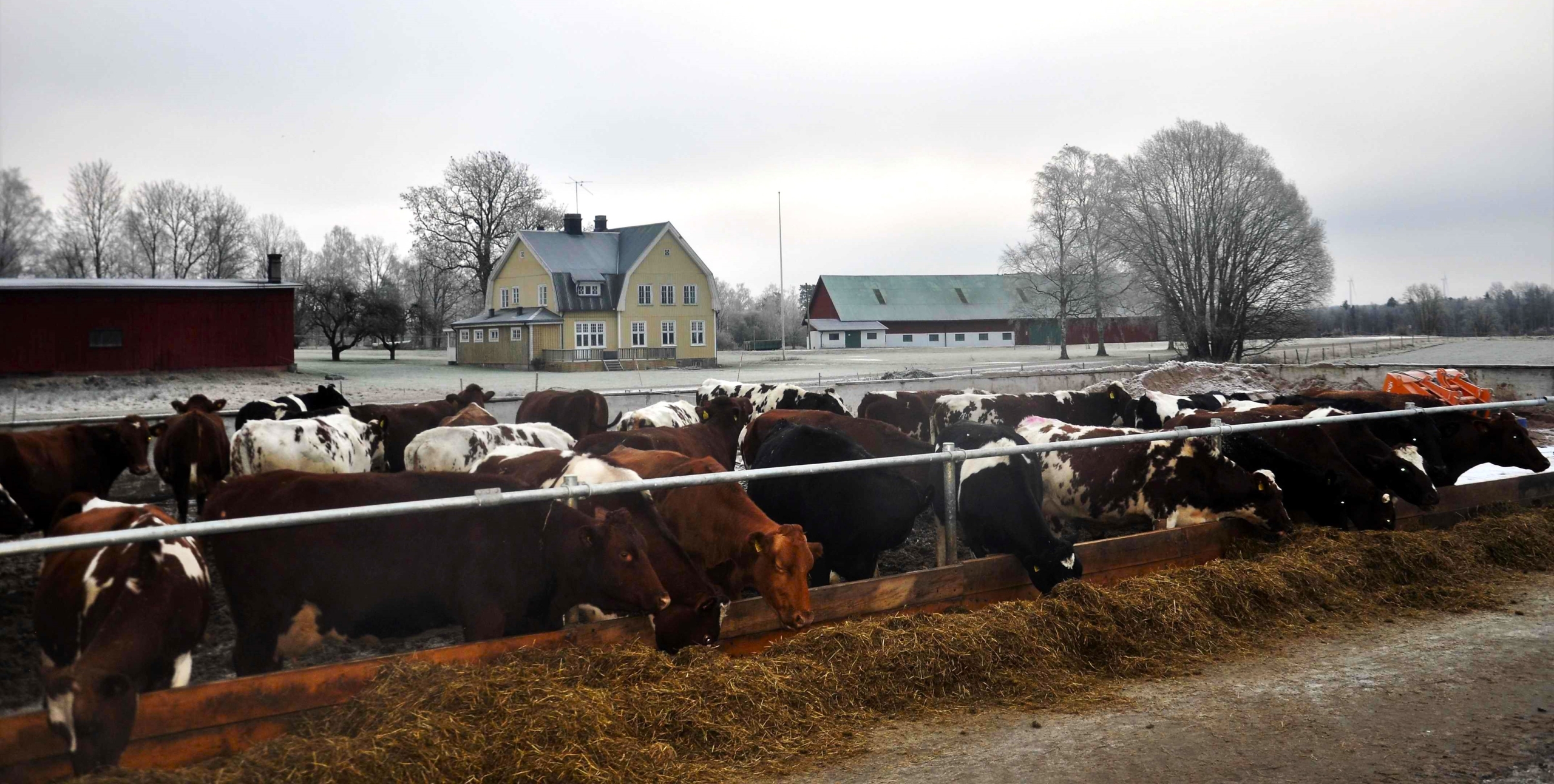 On Västerängs farm, the dairy cows have summer time all year round....